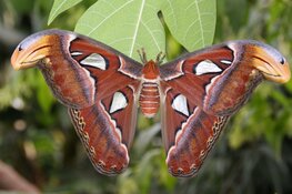 Vlindorado alweer een jaar open: vlindertuin groeit en bloeit in Waarland